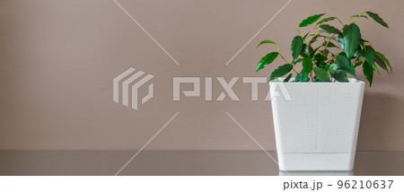 Small green ficus in white pot against background of beige wall. sprout. Houseplant. Layout or background with copy space. Beginning of growth. Banner Small green ficus in white pot against background of beige wall. sprout. Houseplant. Layout or background with copy space. Beginning of growth. Banner 96210637