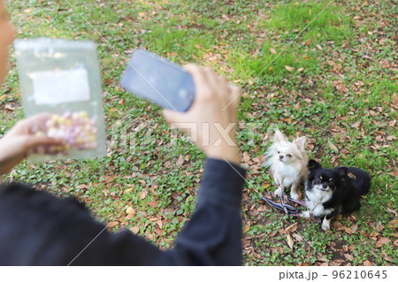 スマホで愛犬の写真を撮る飼い主とそのモデルのロングコートチワワ  96210645