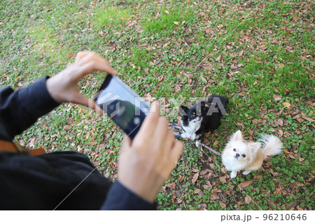 スマホで愛犬の写真を撮る飼い主とそのモデルのロングコートチワワ スマホで愛犬の写真を撮る飼い主とそのモデルのロングコートチワワ 96210646