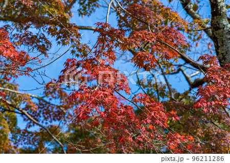 2022年奈良公園の紅葉 青空を背景に美しいコントラストの真っ赤なもみじ 2022年奈良公園の紅葉 青空を背景に美しいコントラストの真っ赤なもみじ 96211286