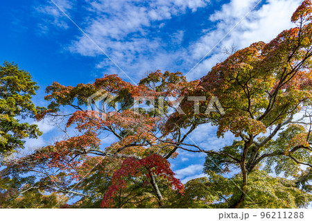 2022年奈良公園の紅葉 青空を背景に美しく映えるもみじ達(緑から赤へのグラデーション) 2022年奈良公園の紅葉 青空を背景に美しく映えるもみじ達(緑から赤へのグラデーション) 96211288