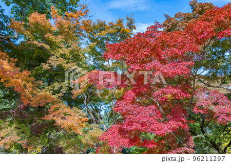 2022年奈良公園の紅葉　画面いっぱいに広がる真っ赤なもみじと黄葉 96211297