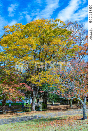 2022年奈良公園の紅葉 筋状の雲浮かぶ青空を背景に公園にそびえる黄葉 2022年奈良公園の紅葉 筋状の雲浮かぶ青空を背景に公園にそびえる黄葉 96211300