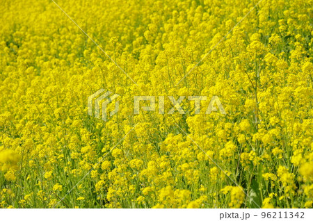 満開の菜の花畑 満開の菜の花畑 96211342