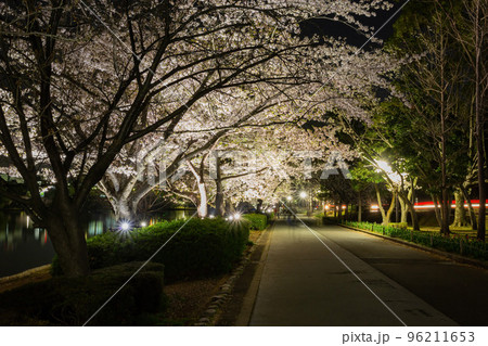 Night view of the cherry blossom in Senba Lake 96211653