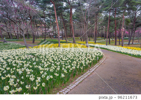 Beautiful Narcissus jonquilla blossom in the seaside park 96211673