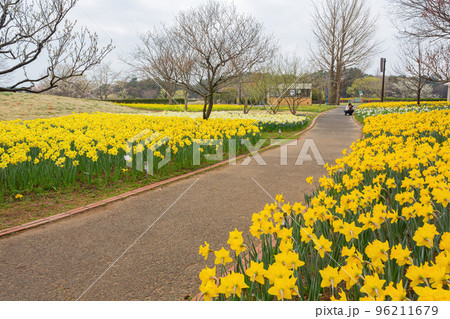Beautiful Narcissus blossom in the seaside park 96211679