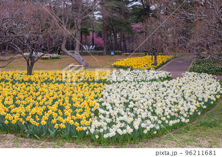 Beautiful Narcissus jonquilla blossom in the seaside park 96211681