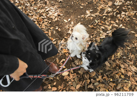 落ち葉の中で飼い主を見上げる二頭のロングコートチワワ 落ち葉の中で飼い主を見上げる二頭のロングコートチワワ 96211709