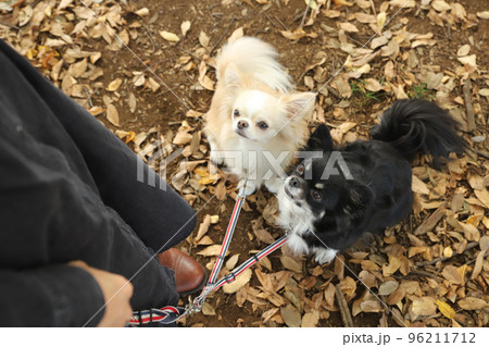 落ち葉の中で飼い主を見上げる二頭のロングコートチワワ  落ち葉の中で飼い主を見上げる二頭のロングコートチワワ  96211712