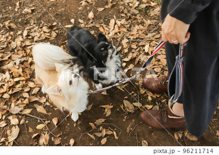 落ち葉の中で飼い主を見上げる二頭のロングコートチワワ 落ち葉の中で飼い主を見上げる二頭のロングコートチワワ 96211714