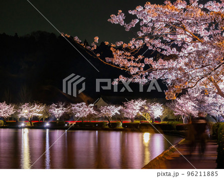 Night view of the cherry blossom in Senba Lake 96211885