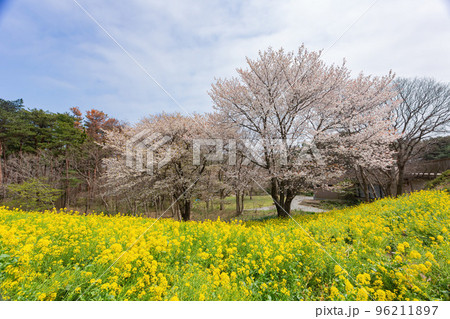Beautiful Rapeseed blossom in the seaside park 96211897