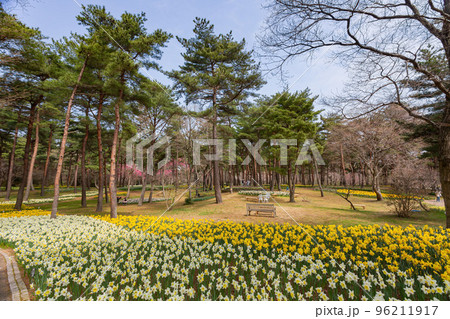 Beautiful Narcissus jonquilla blossom in the seaside park Beautiful Narcissus jonquilla blossom in the seaside park 96211917
