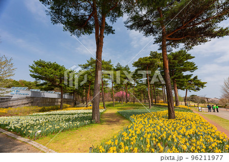 Beautiful Narcissus jonquilla blossom in the seaside park 96211977