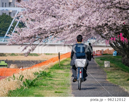 Beautiful cherry blossom along the Sakuragawa River 96212012