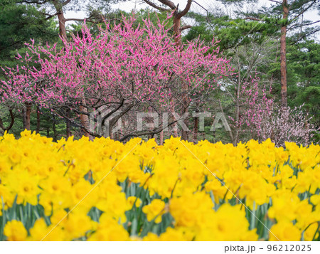 Beautiful Narcissus blossom in the seaside park Beautiful Narcissus blossom in the seaside park 96212025