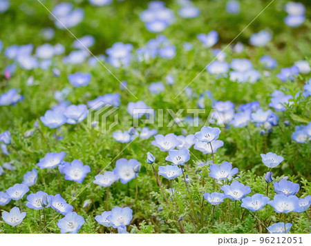 Beautiful baby blue eyes blossom over the Miharashi Hill 96212051