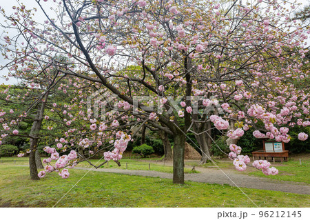 Overcast view of the cherry blossom Overcast view of the cherry blossom 96212145