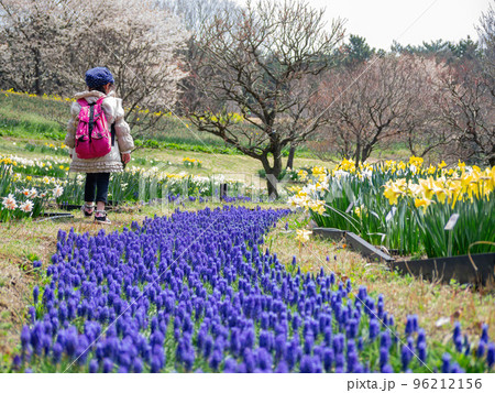Close up shot of Grape hyacinth blossom with a cute little girl Close up shot of Grape hyacinth blossom with a cute little girl 96212156