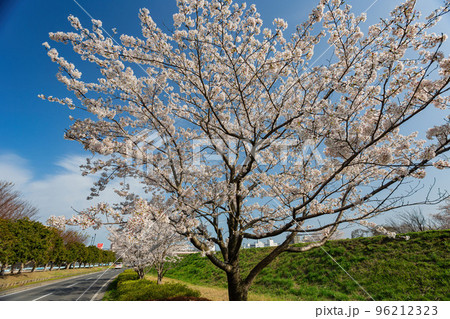 Sunny view of the cherry blossom along the Sakuragawa River 96212323