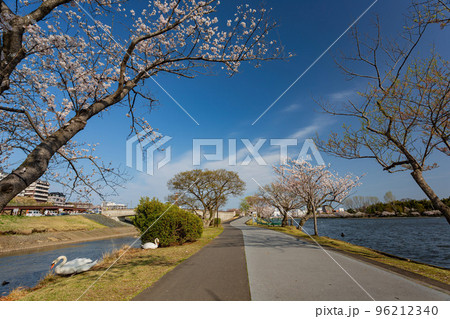 Sunny view of the cherry blossom along the Senba Lake 96212340