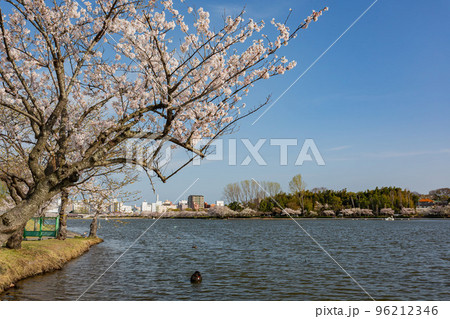 Sunny view of the cherry blossom along the Senba Lake Sunny view of the cherry blossom along the Senba Lake 96212346
