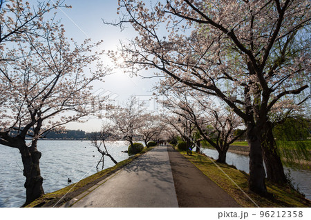 Sunny view of the cherry blossom along the Senba Lake Sunny view of the cherry blossom along the Senba Lake 96212358