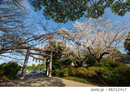 Sunny view of the cherry blossom along the Senba Lake 96212417