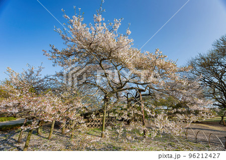 Beautiful landscape along the Kairakuen Beautiful landscape along the Kairakuen 96212427
