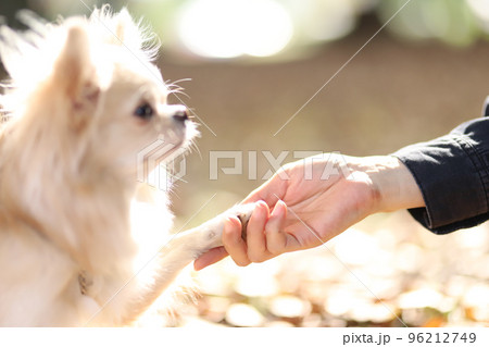 クリーム色のロングコートチワワとその飼い主の握手する手 96212749