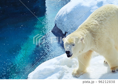 札幌市円山動物園 ホッキョクグマ館 96212838