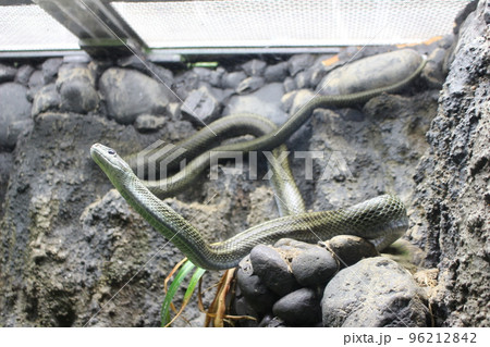 青い　蛇 96212842