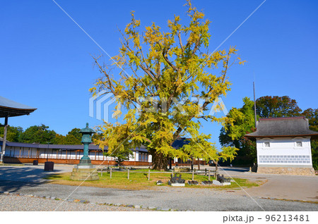 実らずの銀杏　高岡勝興寺の七不思議　大イチョウ　高岡市 96213481