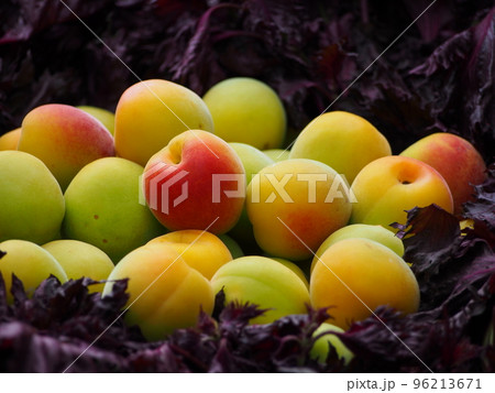 梅干し作り・南高梅と赤紫蘇 96213671