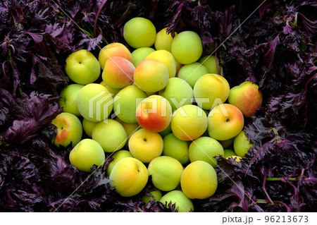 梅干し作り・南高梅と赤紫蘇 96213673