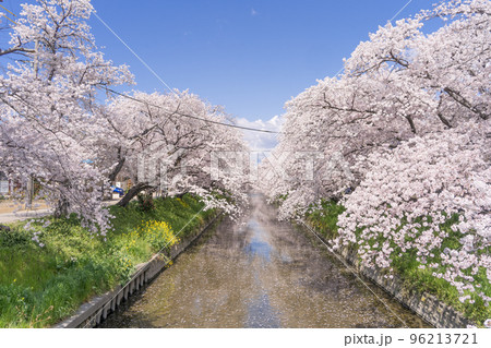 愛知県　岩倉市　五条川の桜 96213721