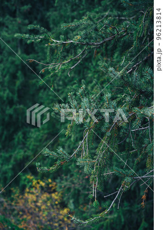 Green branch of the Tien Shan spruce Green branch of the Tien Shan spruce 96213814