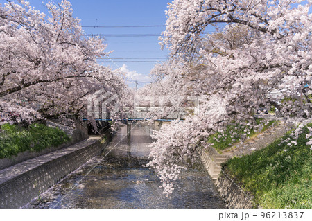 愛知県 岩倉市 五条川の桜 愛知県 岩倉市 五条川の桜 96213837