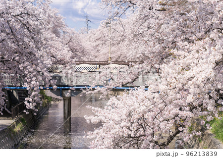 愛知県　岩倉市　五条川の桜 96213839