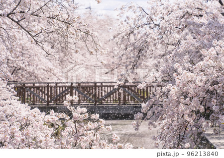 愛知県　岩倉市　五条川の桜 96213840