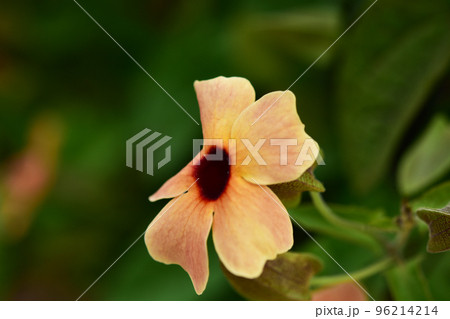 ツンベルギアのオレンジの花 ツンベルギアのオレンジの花 96214214