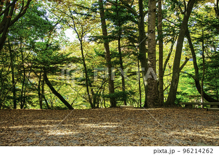 高尾山 高尾山薬王院 仏舎利塔(ぶっしゃりとう)への三密の道 高尾山 高尾山薬王院 仏舎利塔(ぶっしゃりとう)への三密の道 96214262