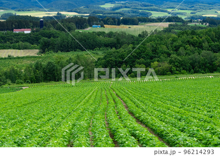 北海道の大豆畑の風景 北海道の大豆畑の風景 96214293
