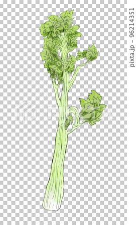 セロリのイラスト素材　シンプルな水彩タッチ 96214351