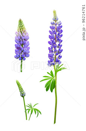 Set of purple flowers of Lupinus polyphyllus isolated 96214761