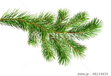 Green Christmas pine twig Green Christmas pine twig 96214835