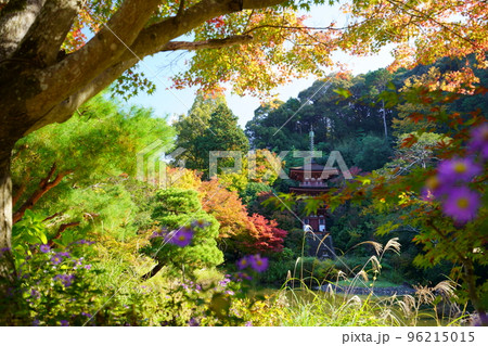 京都府木津川市・秋の浄瑠璃寺・紅葉の中の三重塔 96215015