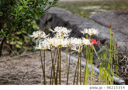 EOSR6.山口岩国、花壇の白い彼岸花。 EOSR6.山口岩国、花壇の白い彼岸花。 96215354