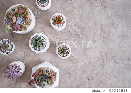 pots with groups of houseplants on concrete table - Echeveria and Pachyveria opalina Succulents pots with groups of houseplants on concrete table - Echeveria and Pachyveria opalina Succulents 96215613